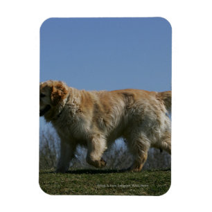 Golden retriever, das 3 laufen lässt magnet