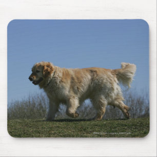 Golden retriever, das 3 laufen lässt mousepad