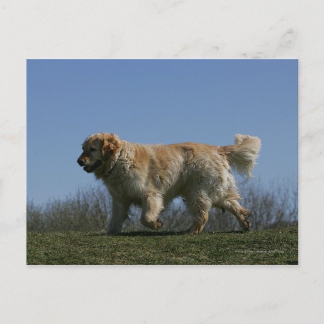 Golden retriever, das 3 laufen lässt postkarte (Vorderseite)