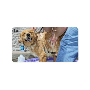 Golden Retriever - Das der Spot! Adressaufkleber