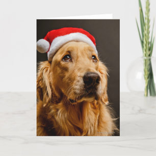 Golden retriever, das für sein Weihnachten