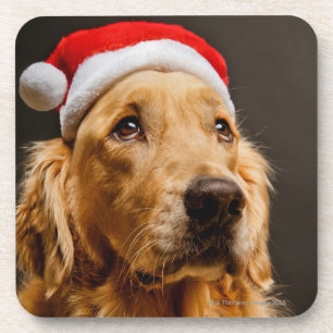 Golden retriever, das für sein Weihnachten Getränkeuntersetzer