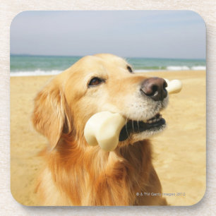 Golden retriever, das Knochen isst Getränkeuntersetzer