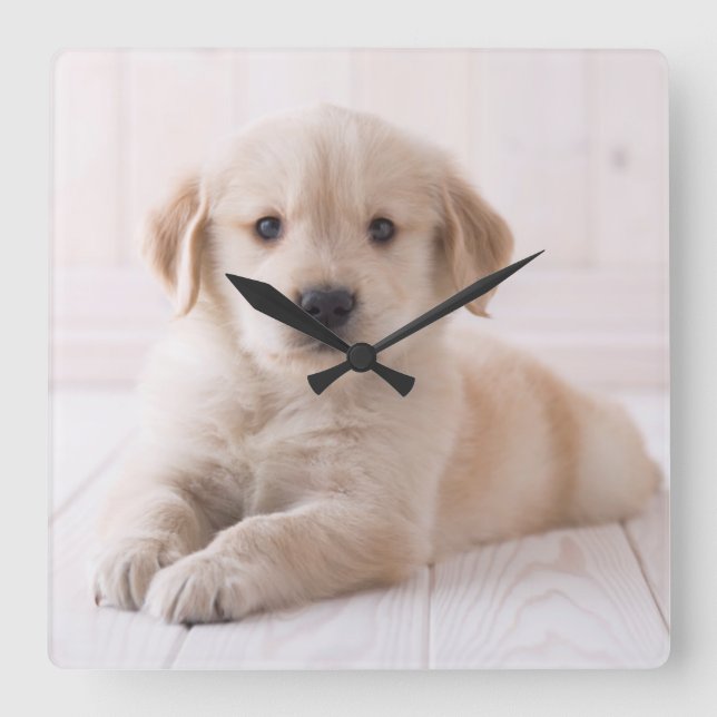 Golden retriever, das sich hinlegt quadratische wanduhr (Vorderseite)