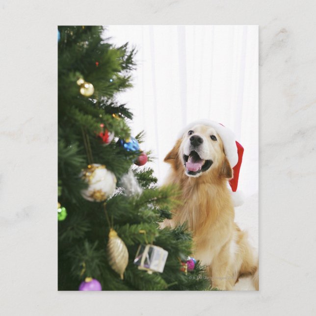 Golden retriever, das Weihnachtsbaum aufpasst Feiertagspostkarte (Vorderseite)