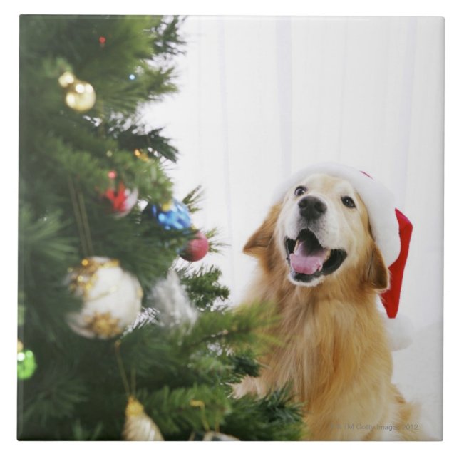 Golden retriever, das Weihnachtsbaum aufpasst Fliese (Vorderseite)