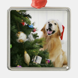 Golden retriever, das Weihnachtsbaum aufpasst Silbernes Ornament