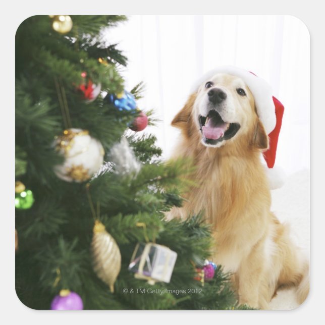 Golden Retriever, der Weihnachtsbaum beobachtet Quadratischer Aufkleber (Vorderseite)