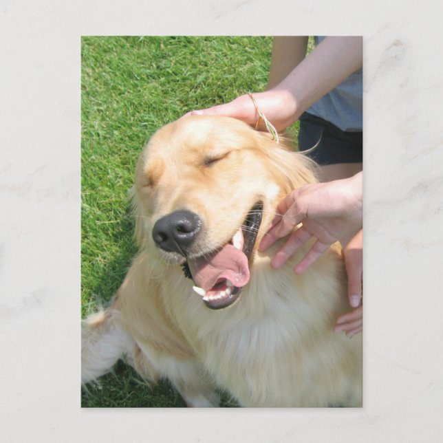 Golden Retriever, die Sie getan haben, Glückwunsch Postkarte (Vorderseite)