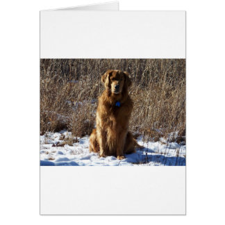 Golden Retriever Dog
