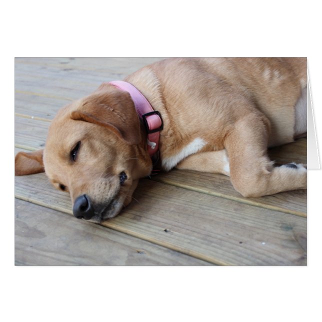 Golden Retriever Dog #3 (Vorderseite (Horizontal))