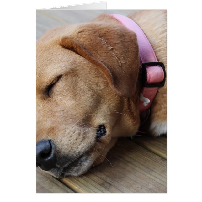 Golden Retriever Dog #4 (Vorne)