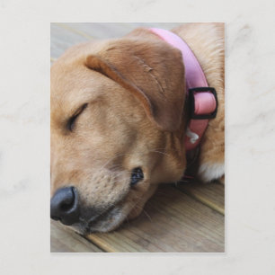 Golden Retriever Dog #4 Postkarte