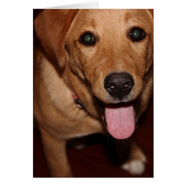 Golden Retriever Dog #5 (Vorne)