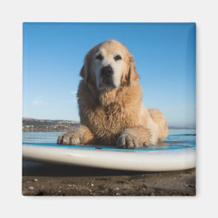 Golden Retriever Dog auf einem Paddelbrett Magnet
