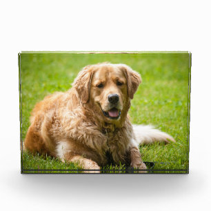 Golden Retriever Dog Fotoblock