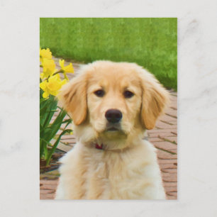 Golden Retriever Dog, Gelbe Affodien Postkarte