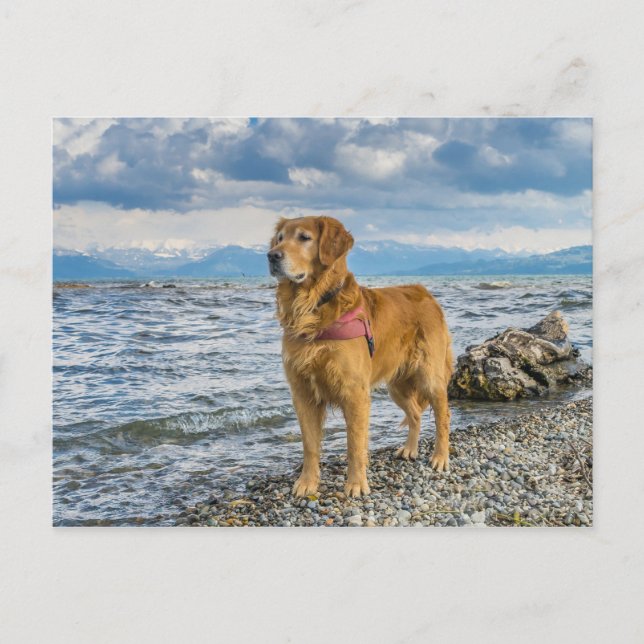 Golden Retriever Dog im Beach Blue Sky Foto Postkarte (Vorderseite)