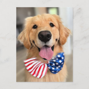 Golden Retriever Dog in Independence Day Bow Krawa Postkarte