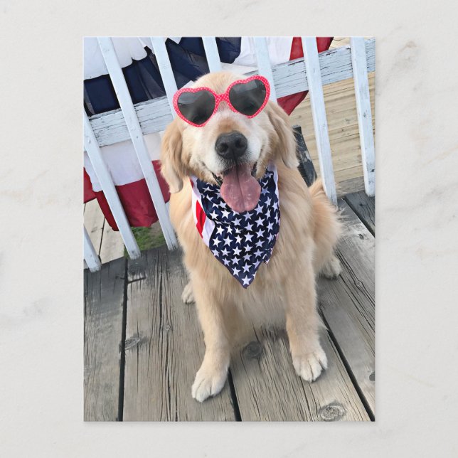 Golden Retriever Dog in Independence Day Glasses Postkarte (Vorderseite)