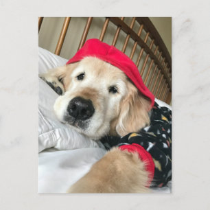 Golden Retriever Dog in Pajamas wird gut Postkarte