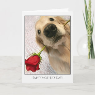 Golden Retriever Dog mit Muttertag der Rote Rose Karte