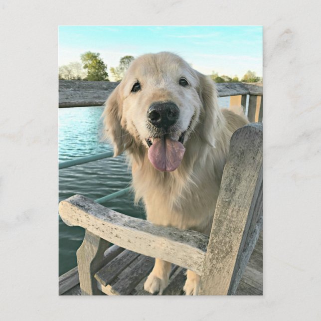 Golden Retriever Dog on a Dock Denken Sie an Sie Postkarte (Vorderseite)
