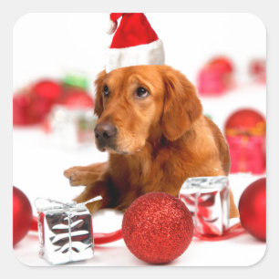Golden Retriever Dog W Rote Weihnachtsmannmütze We Quadratischer Aufkleber