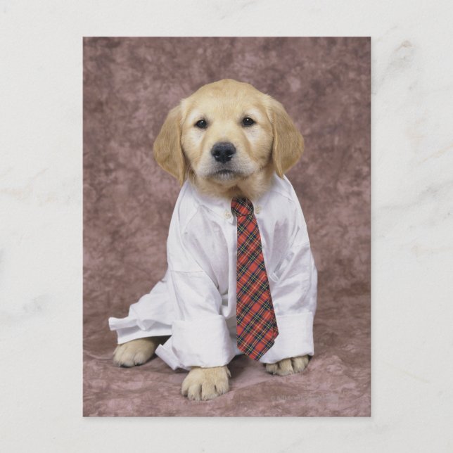 Golden Retriever, ein relativ moderner und Postkarte (Vorderseite)