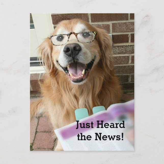 Golden Retriever einfach nur die News-Glückwunsch  Postkarte (Vorderseite)