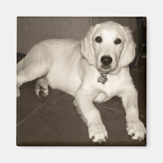 Golden Retriever (English Cream) Welpe - 14 Wochen Magnet