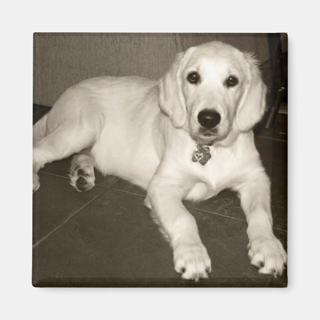 Golden Retriever (English Cream) Welpe - 14 Wochen Magnet (Vorne)