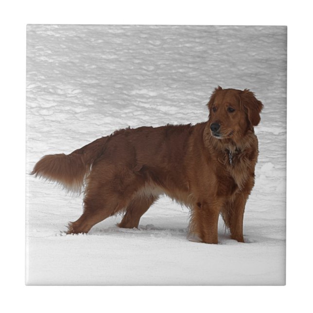 Golden retriever fliese (Vorderseite)