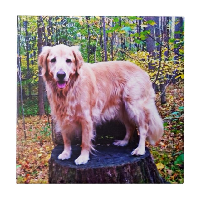 Golden retriever fliese (Vorderseite)