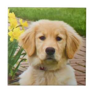 Golden retriever-Fliese Fliese