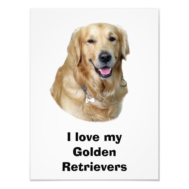 Golden Retriever Foto Portrait (Vorne)