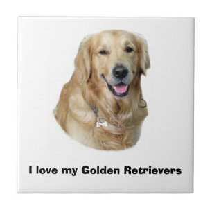 Golden Retriever Foto Portrait Fliese