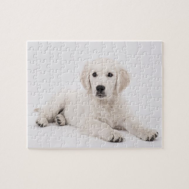 Golden Retriever Foto Puzzle (Horizontal)