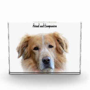 Golden Retriever. Fotoblock