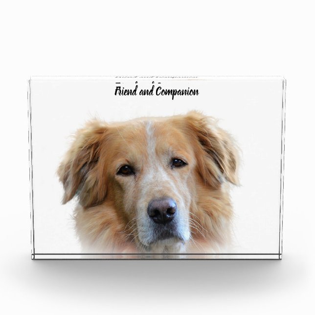 Golden Retriever. Fotoblock (Vorderseite)