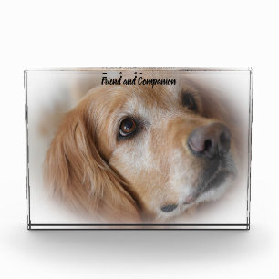 Golden Retriever. Fotoblock