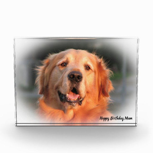 Golden Retriever. Fotoblock (Vorderseite)