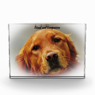Golden Retriever. Fotoblock