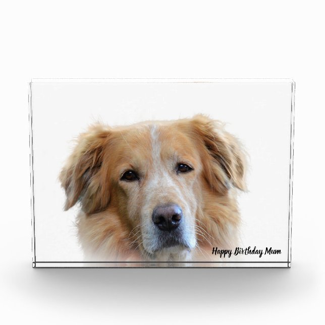 Golden Retriever. Fotoblock (Vorderseite)