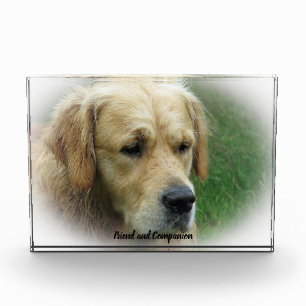 Golden Retriever. Fotoblock