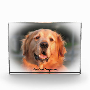 Golden Retriever. Fotoblock