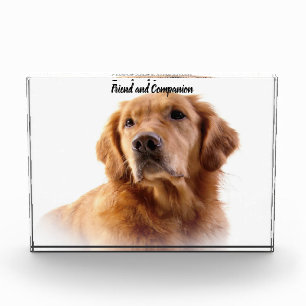 Golden Retriever. Fotoblock