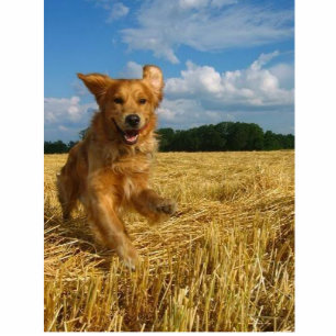 golden retriever fotoskulptur ornament