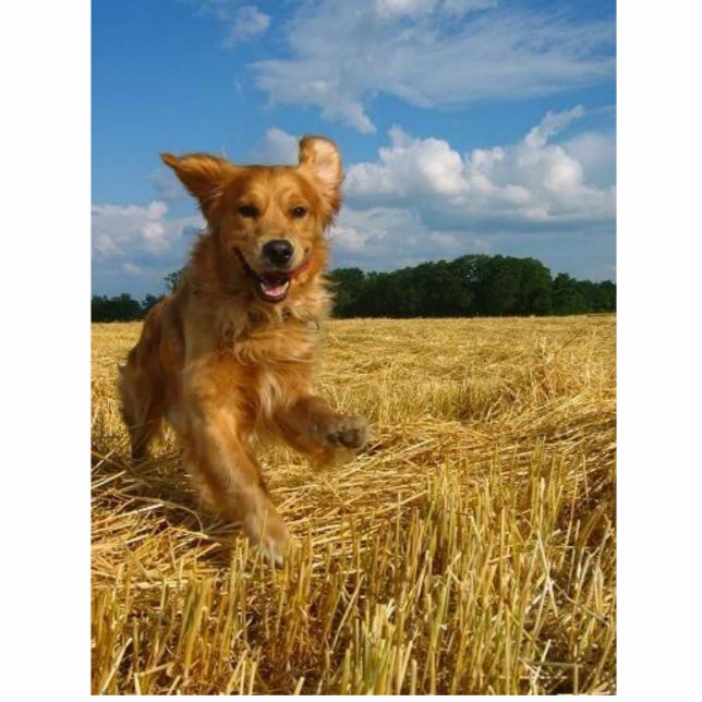 golden retriever fotoskulptur ornament (Vorne)