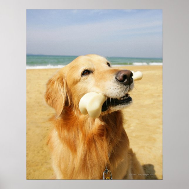 Golden Retriever fressen Knochen Poster (Vorne)